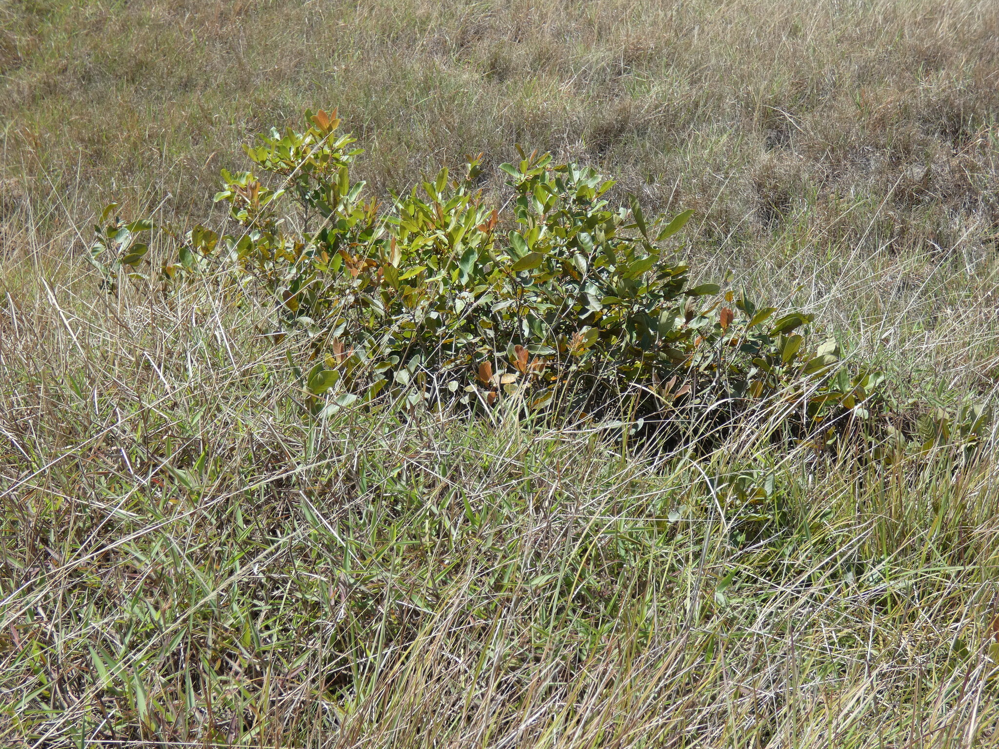 Psidium image