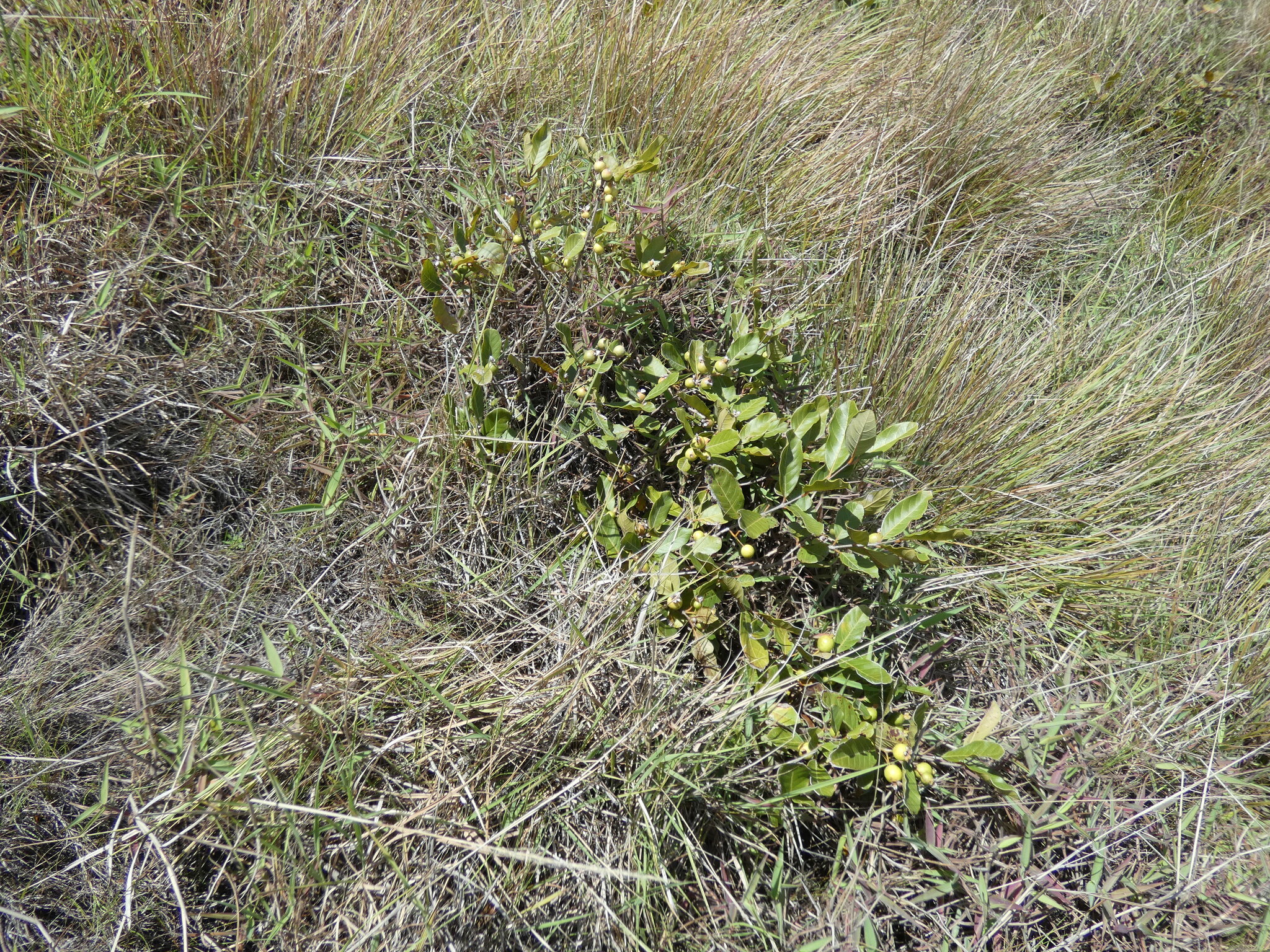 Psidium guineense image