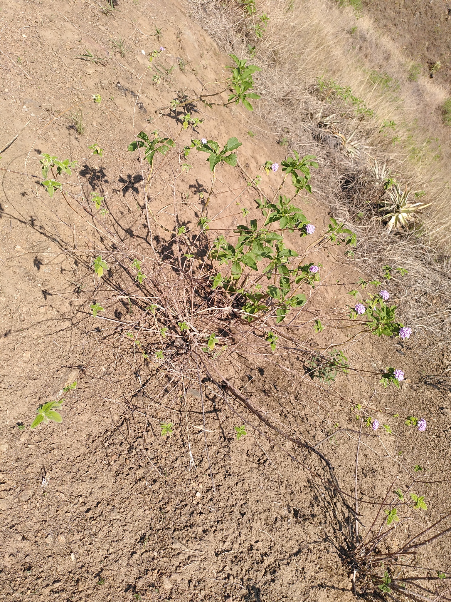 Lantana rugulosa image