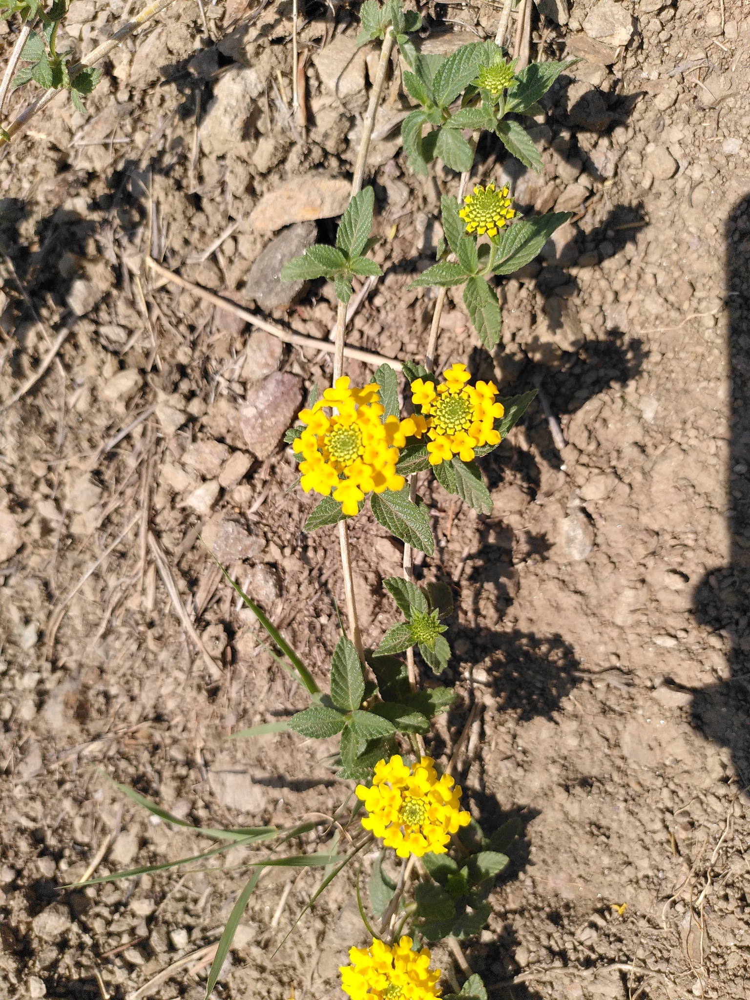 Lantana reptans image