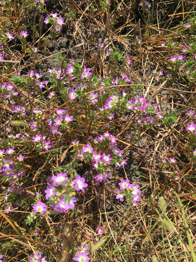 Lythrum baeticum