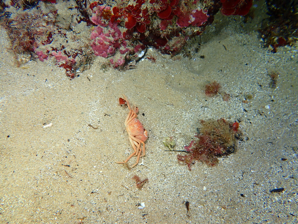 Paragalene