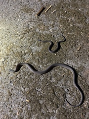 Achalinus formosanus