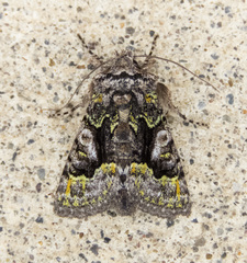 Behrensia conchiformis