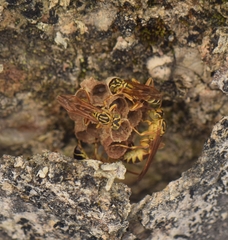 Mischocyttarus basimacula