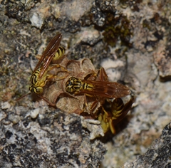 Mischocyttarus basimacula