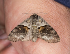 Gluphisia severa