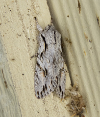 Egira crucialis