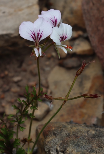 Image of Long Butterfly Storksbill (Pelargonium longicaule) by (c) Tony Rebelo, some rights reserved (CC BY-SA)