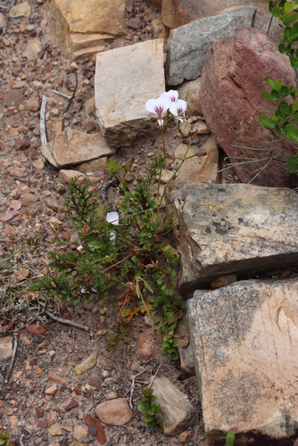 Image of Pelargonium longicaule by (c) Tony Rebelo, some rights reserved (CC BY-SA)