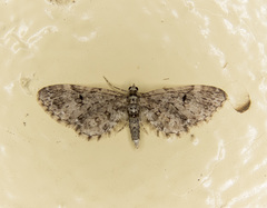 Eupithecia annulata