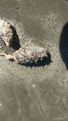 Tragulichthys jaculiferus