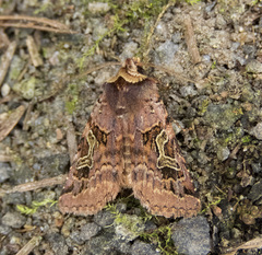 Cerastis enigmatica
