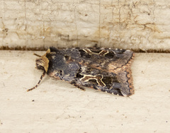 Cerastis enigmatica