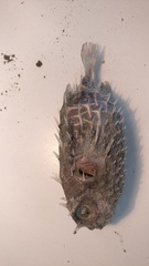 Tragulichthys jaculiferus