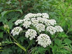 Ostericum maximowiczii