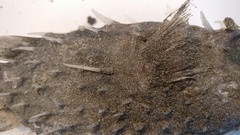 Tragulichthys jaculiferus