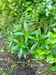 Veronica flavida