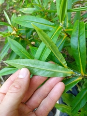 Veronica flavida, photograph Oscar Dove, CC BY, iNaturalist via GBIF