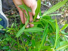 Veronica flavida, photograph Oscar Dove, CC BY, iNaturalist via GBIF