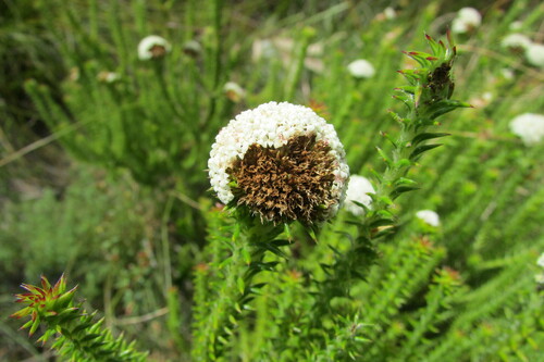 Image of Stoebe aethiopica by (c) James Deacon, some rights reserved (CC BY-SA)