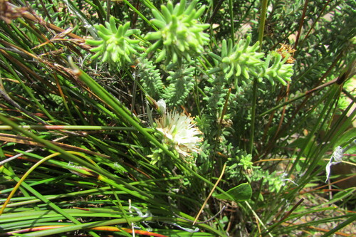 Campylostachys cernua (Campylostachys cernua)