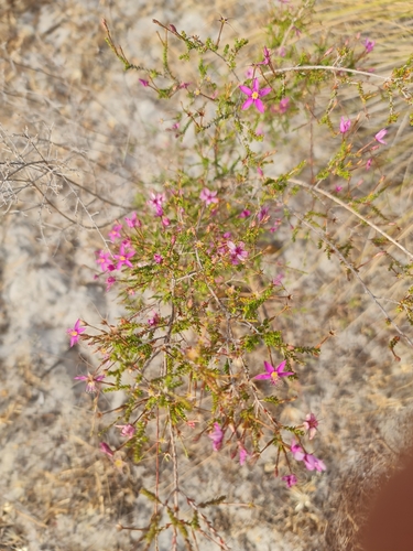 Image of Calytrix fraseri by (c) Belinda Forbes, some rights reserved (CC BY)