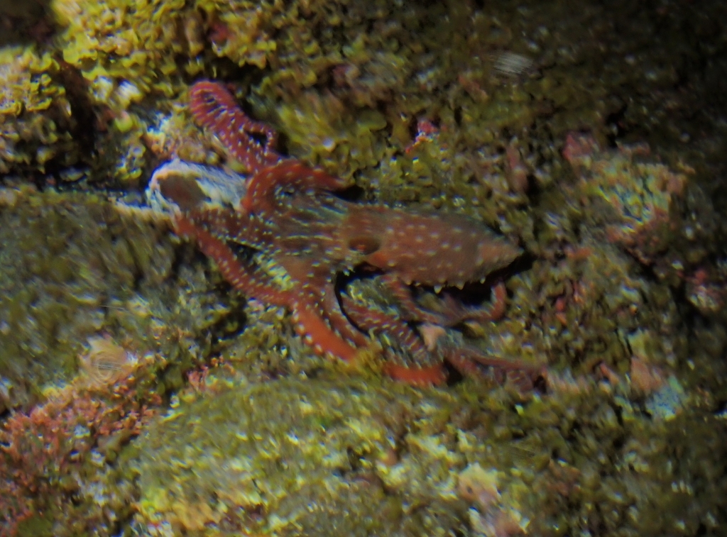 Night Octopuses