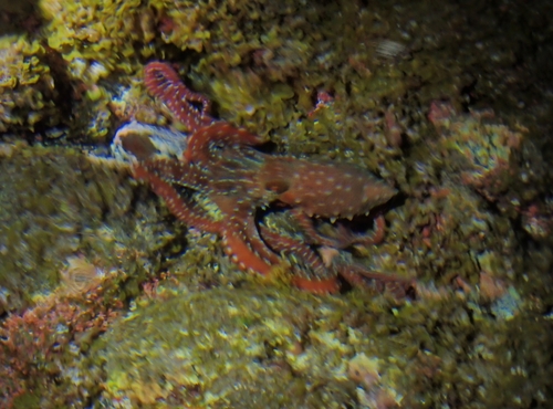 Night Octopuses