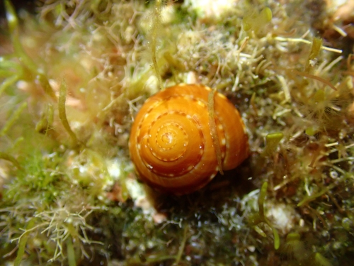 Philippia hybrida