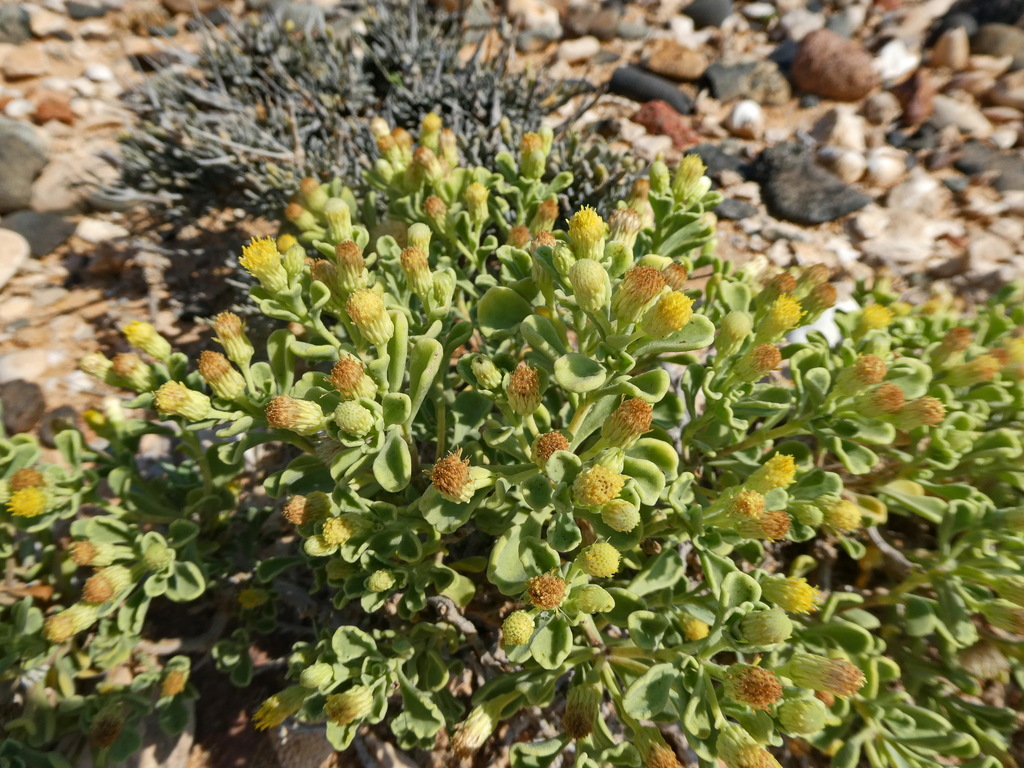 Pulicaria stephanocarpa