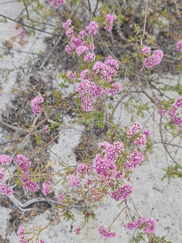 Image of Verticordia densiflora by (c) Belinda Forbes, some rights reserved (CC BY)