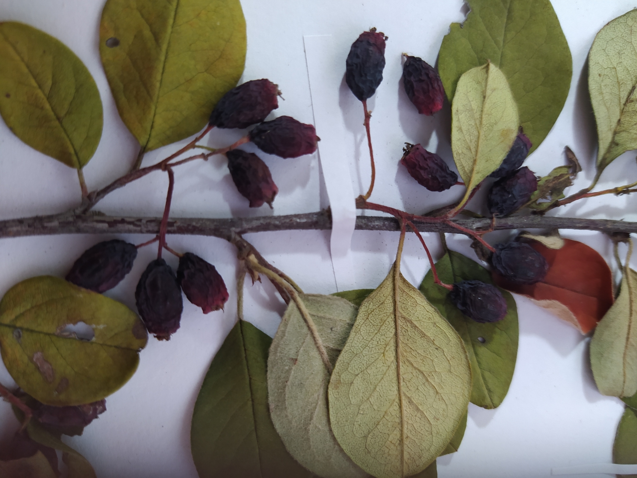 Cotoneaster monopyrenus