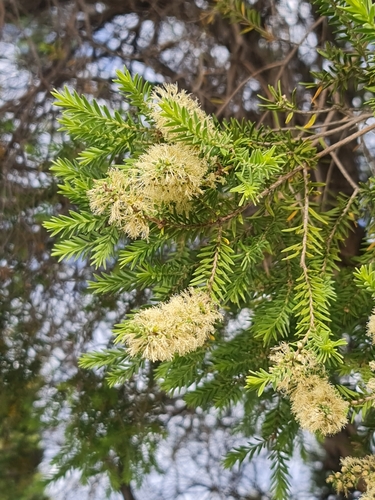 Image of Melaleuca preissiana by (c) Belinda Forbes, some rights reserved (CC BY)