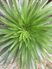 Argyroxiphium grayanum