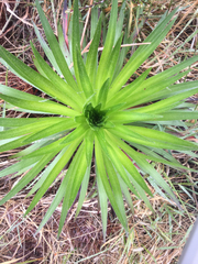 Argyroxiphium grayanum