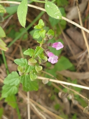 Scutellaria humilis, photograph (c) Rosalie Lawrence, some rights reserved (CC BY)