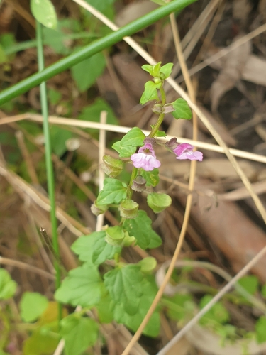 Scutellaria humilis, photograph 4