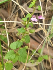 Scutellaria humilis, photograph (c) Rosalie Lawrence, some rights reserved (CC BY)