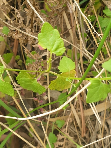 Scutellaria humilis, photograph 6