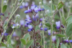 Collinsia torreyi