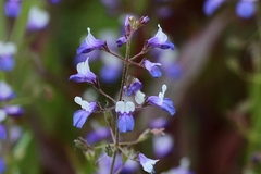 Collinsia torreyi