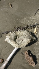 Tragulichthys jaculiferus