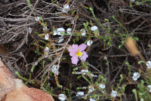Image of Harveya purpurea by (c) Tony Rebelo, some rights reserved (CC BY-SA)