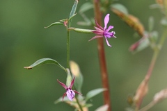 Clarkia rhomboidea