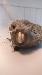 Tragulichthys jaculiferus