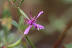 Clarkia rhomboidea