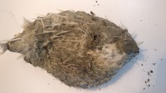 Tragulichthys jaculiferus