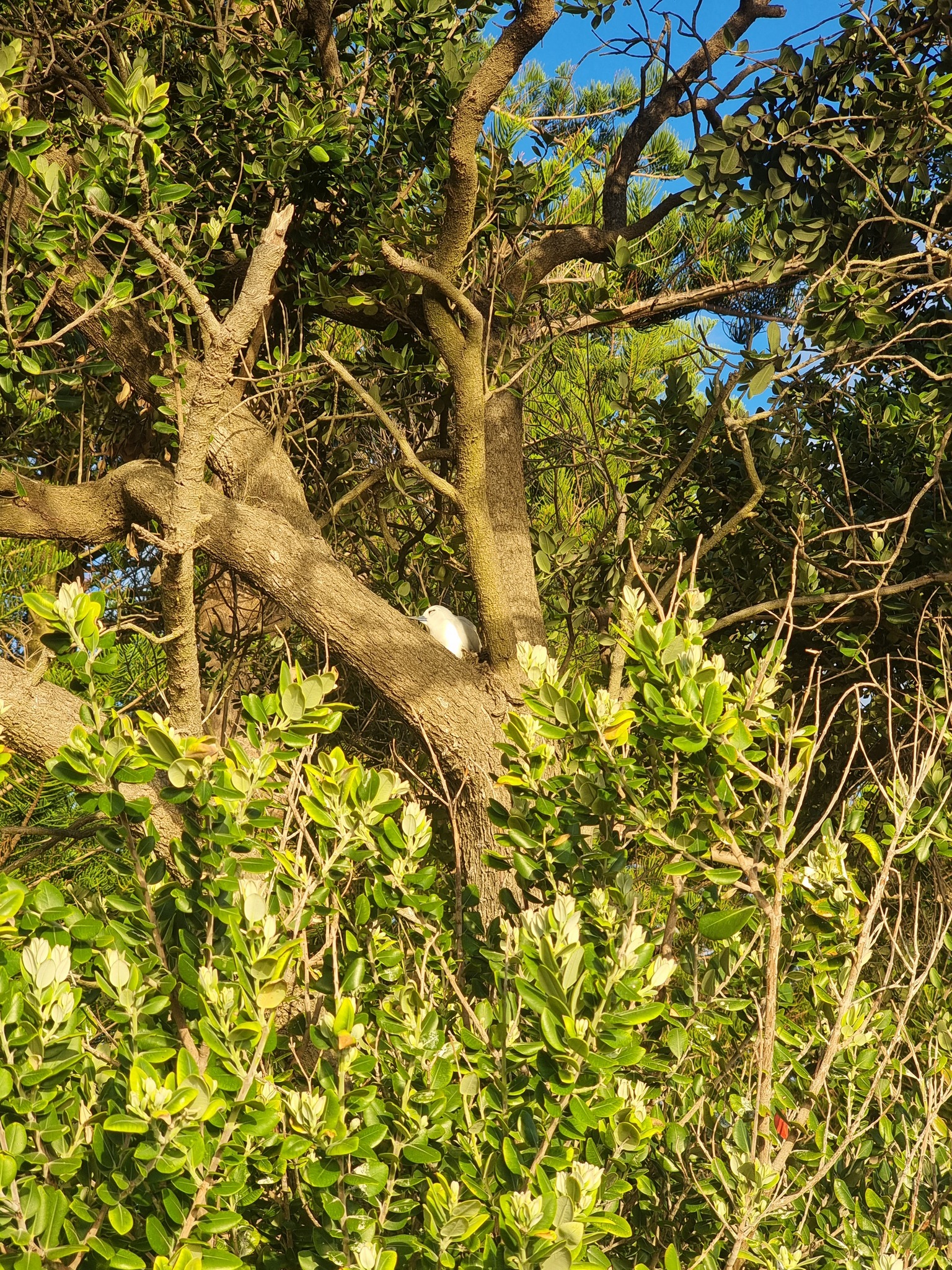 Atlantic White Tern