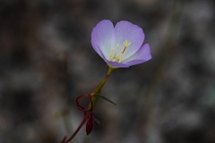 Clarkia arcuata
